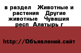  в раздел : Животные и растения » Другие животные . Чувашия респ.,Алатырь г.